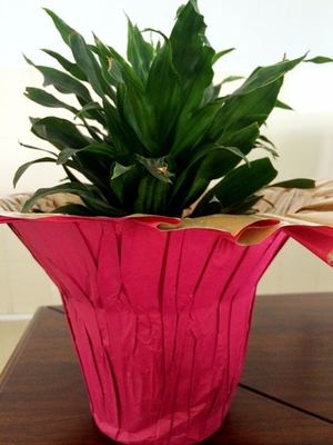 Couvertures d'intérieur colorées imprimées de pot de fleur pour l'enveloppe de fleur/la plante en pot de paquet